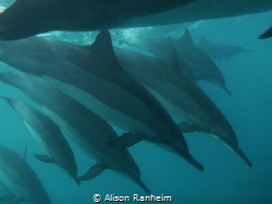 La Perouse Bay, Maui:  I barely even saw these Spinner Do... by Alison Ranheim 